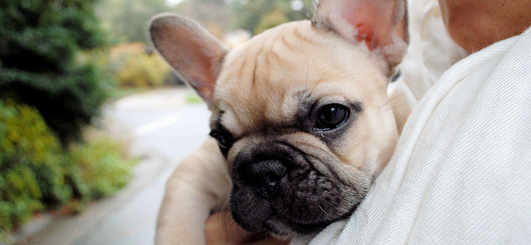 Teaching your puppies right from the start