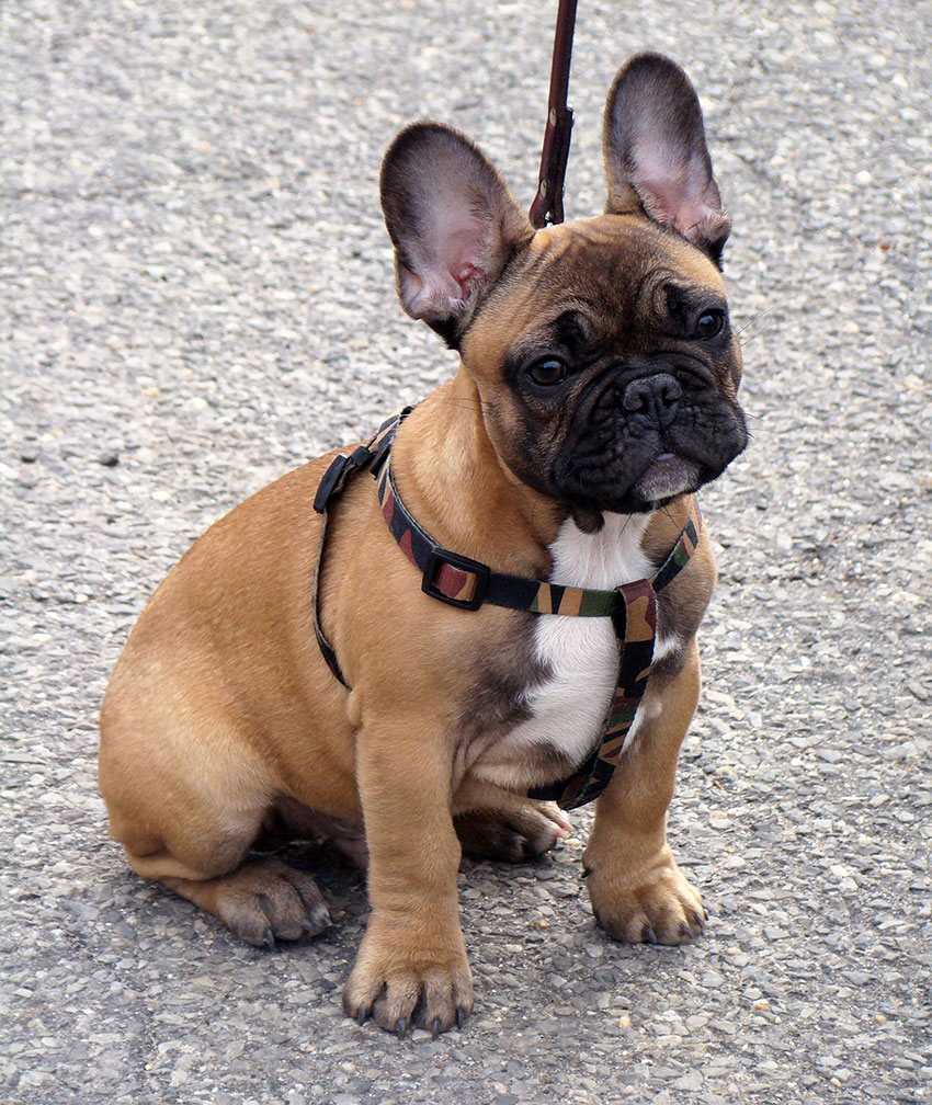 Teaching your puppies right from the start 2