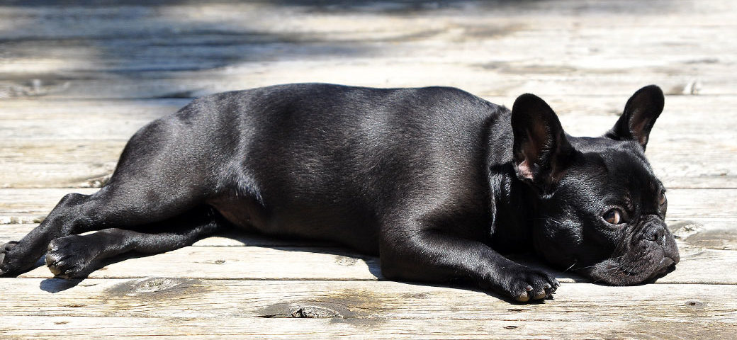 Tips to keep your French Bulldog’s coat shiny and healthy