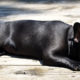 Tips to keep your French Bulldog’s coat shiny and healthy