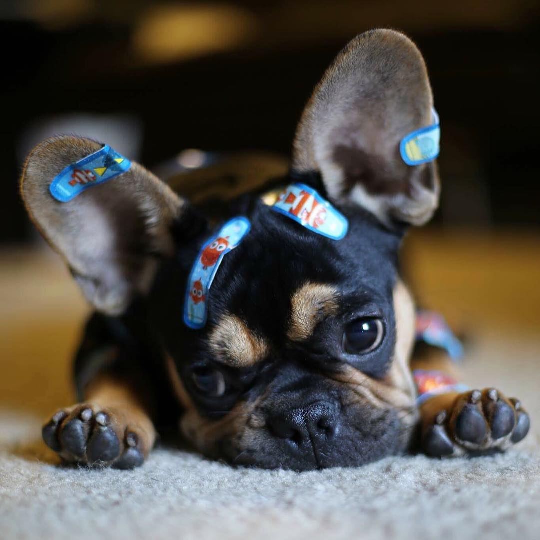Top 5 French Bulldog instagram profiles 2