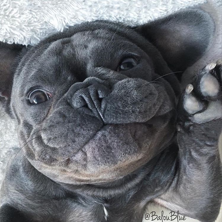 good name for a french bulldog