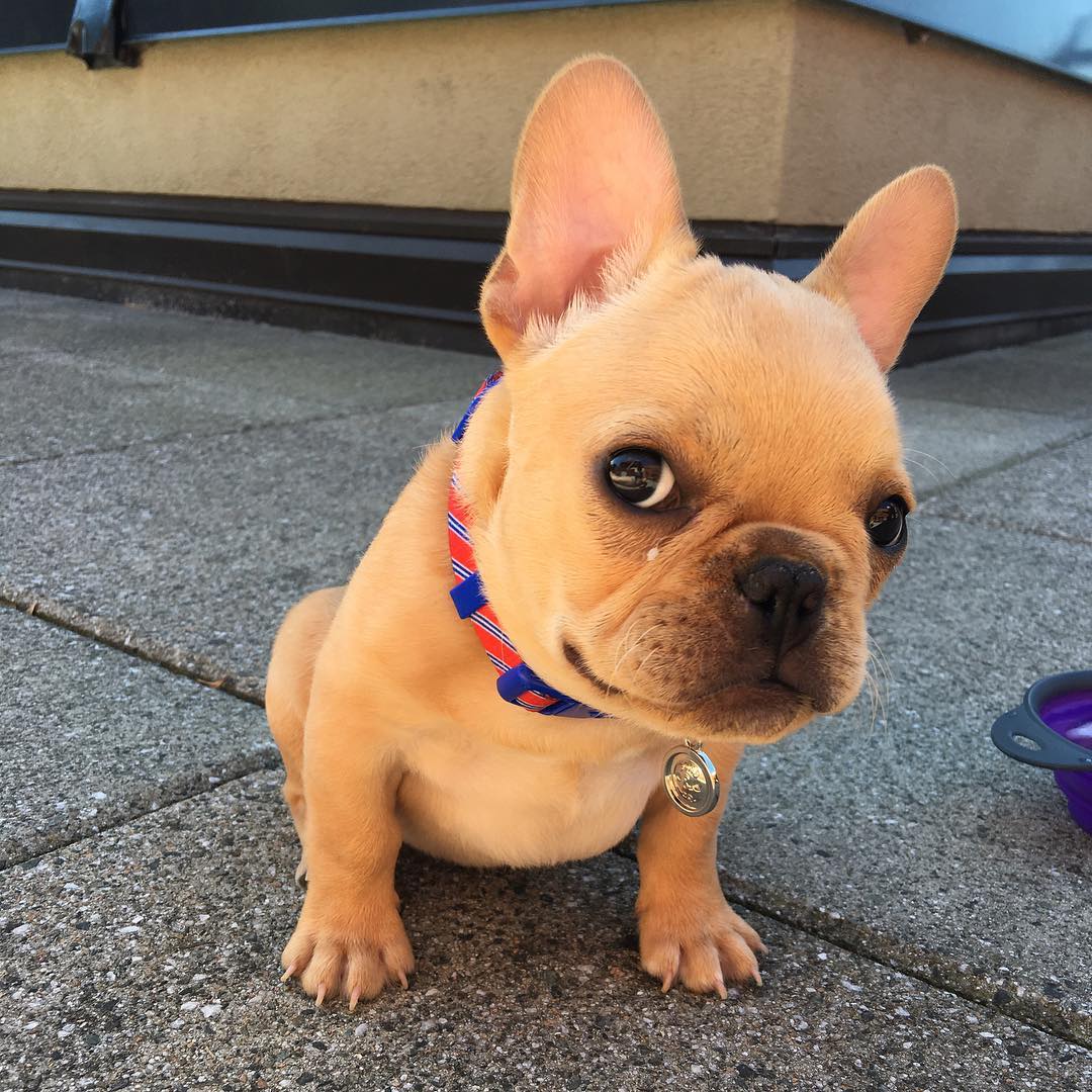Top 5 French Bulldog instagram profiles 4