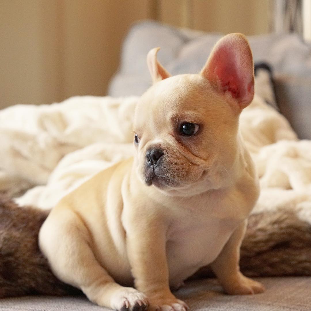 Top 5 French Bulldog instagram profiles 5