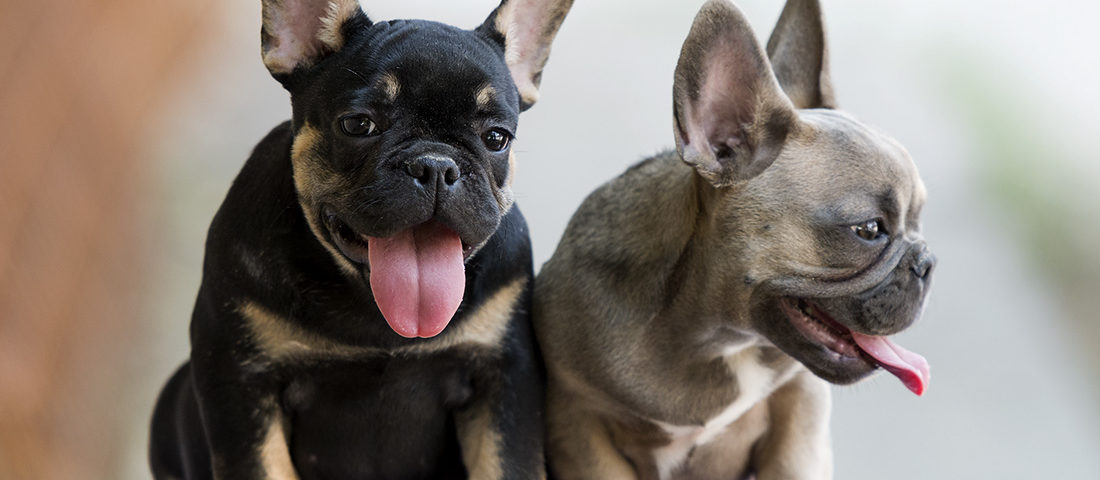 Top 5 French Bulldog instagram profiles
