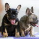 Top 5 French Bulldog instagram profiles