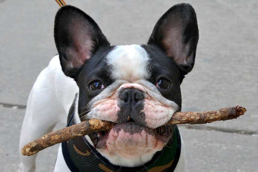Training your Frenchie to come when called 1