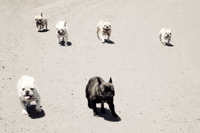 Training your Frenchie to come when called 2