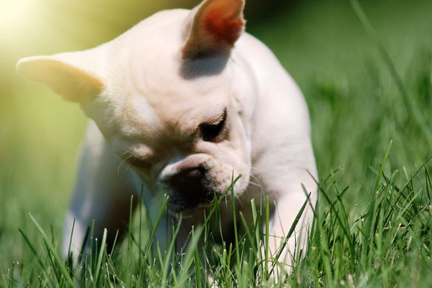 Why French Bulldogs puppies cost that much 2