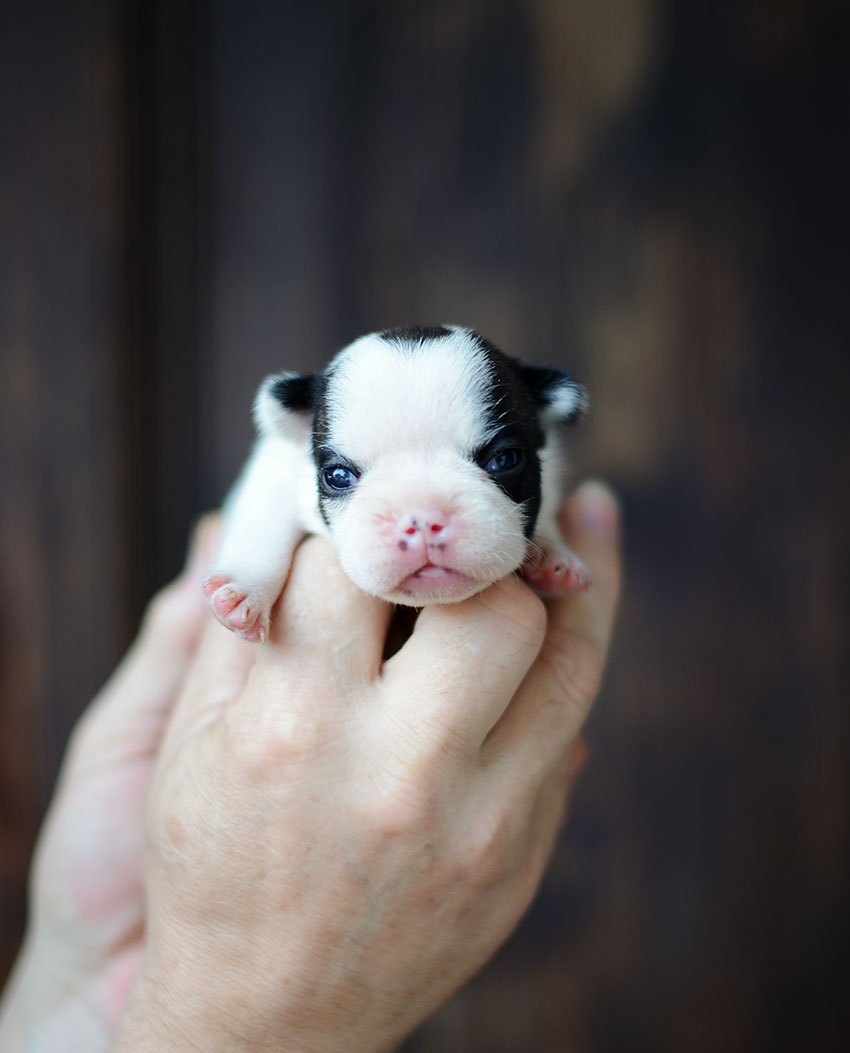 Why French Bulldogs puppies cost that much 3