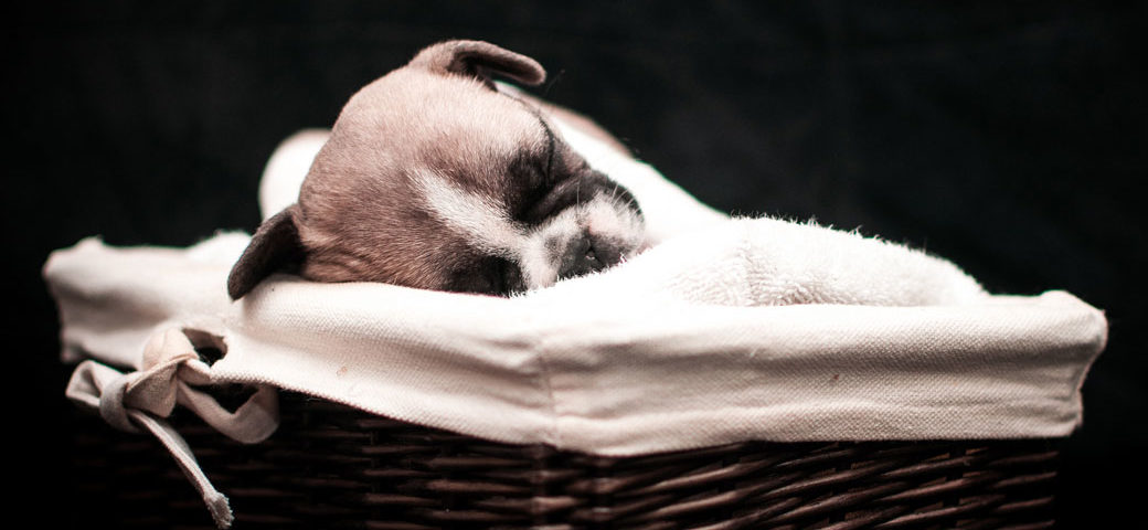 Why French Bulldogs puppies cost that much