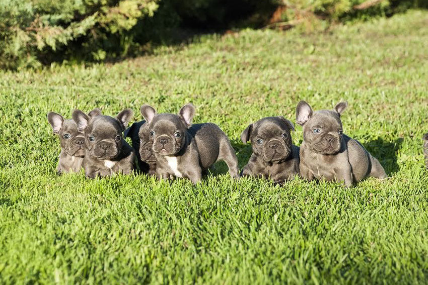 Why your French Bulldog should have a companion 1