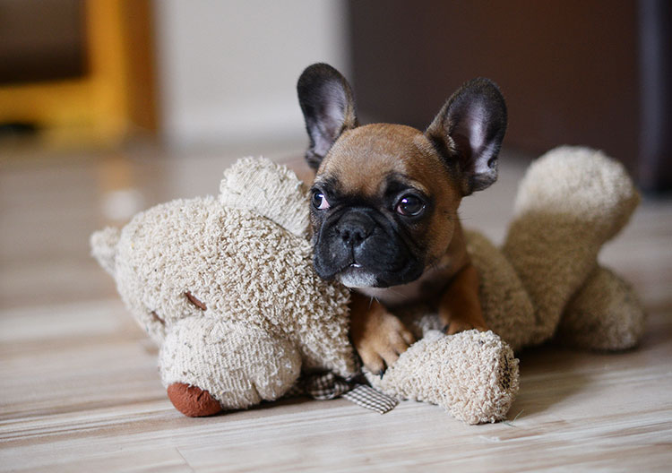 Why your French Bulldog should have a companion 3