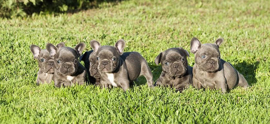 Why your French Bulldog should have a companion