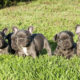 Why your French Bulldog should have a companion