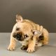 french bulldog allergy