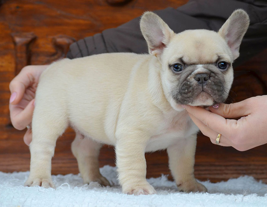 french bulldog puppy in new york
