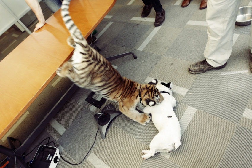 Baby Tiger Playing With A French Bulldog 1