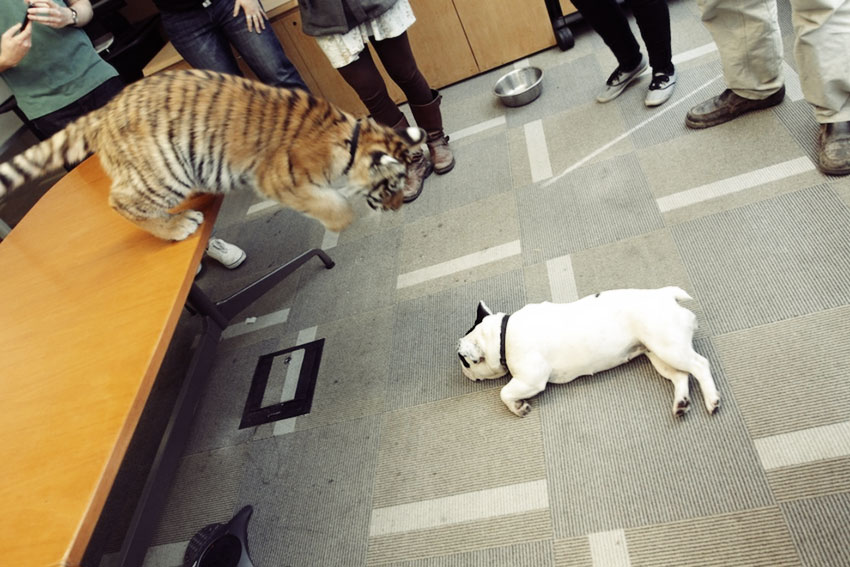 Baby Tiger Playing With A French Bulldog 2
