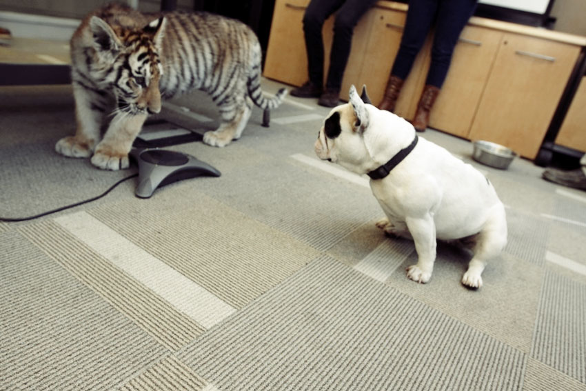 Baby Tiger Playing With A French Bulldog 5