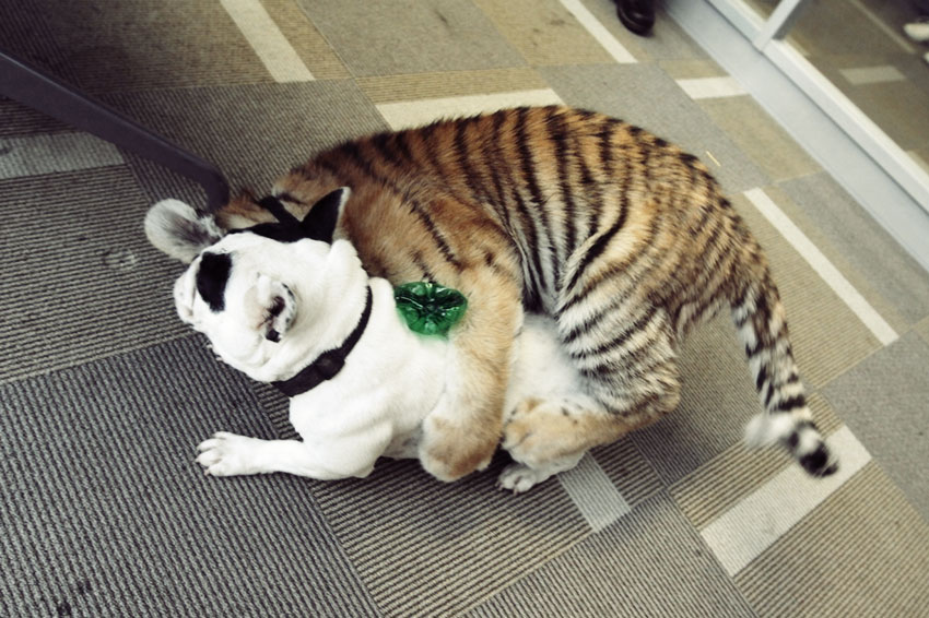 Baby Tiger Playing With A French Bulldog 6
