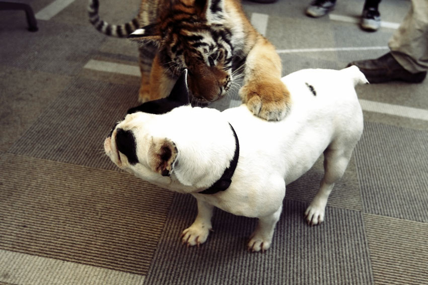 Baby Tiger Playing With A French Bulldog 8
