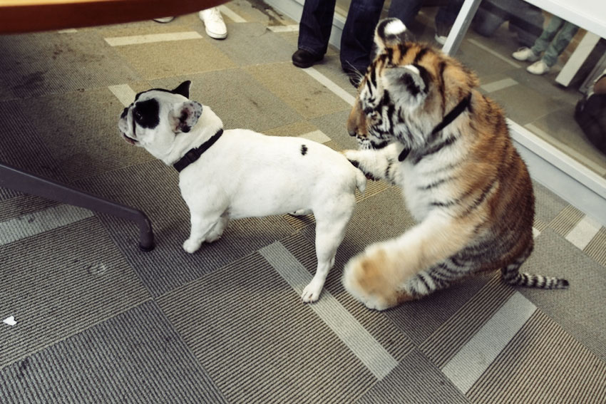 Baby Tiger Playing With A French Bulldog 10