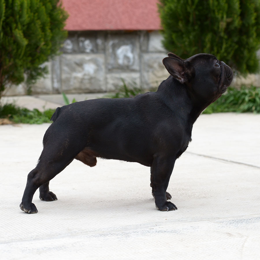 Abacus Black Devil x Lucy Liu upcoming litter 1