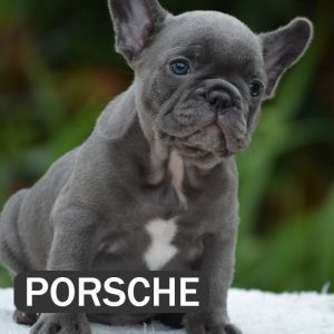 porsche, french bulldog puppy