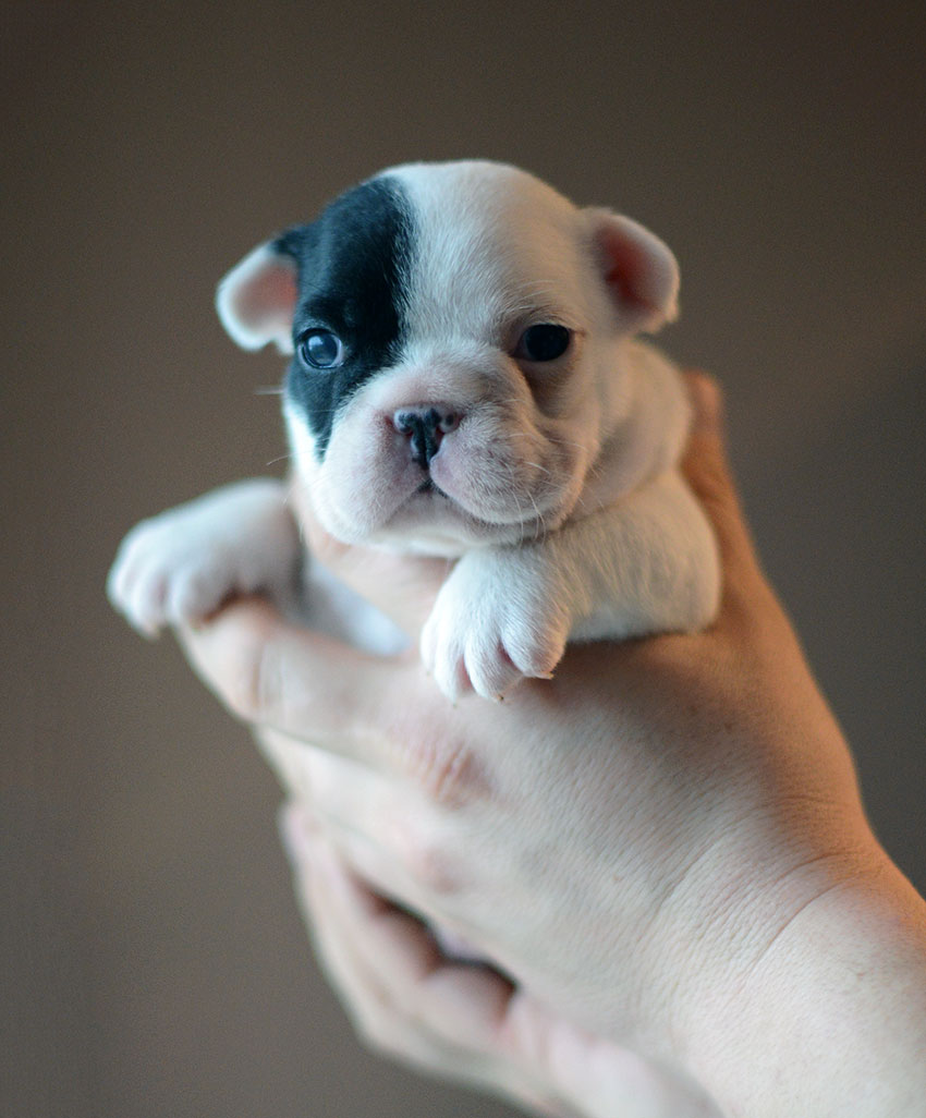 Guido x Crystal Ball litter 1 