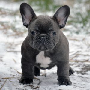 french bulldog shedding
