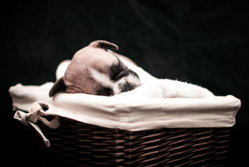 Why French Bulldogs puppies cost that much 1