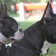 French bulldog Vs boston terrier