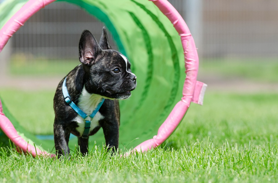 french bulldog