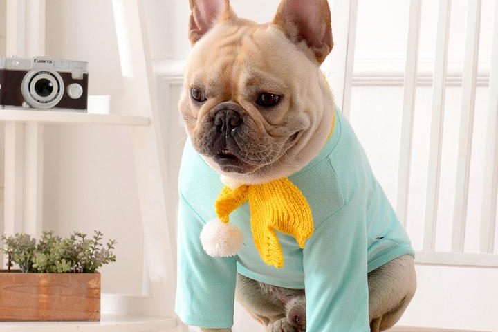 french bulldog clothes