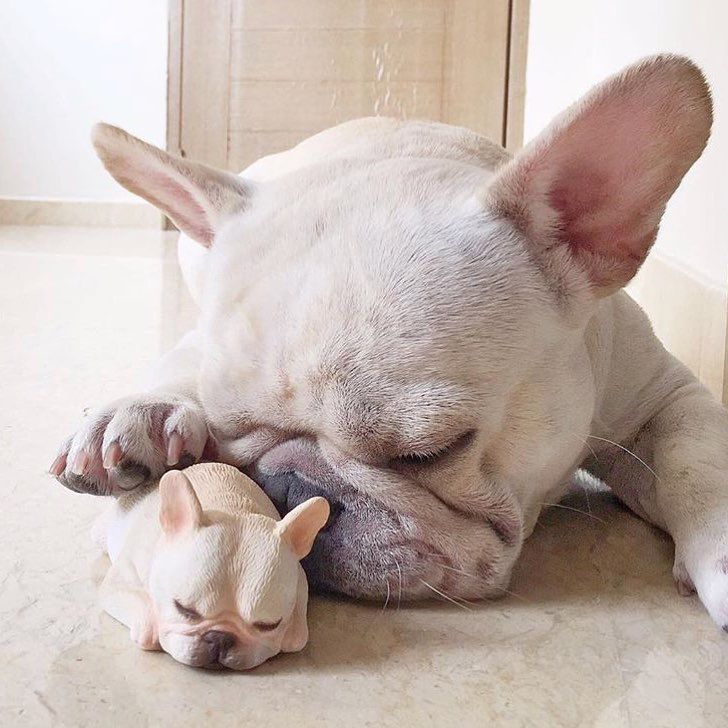 are french bulldogs smart