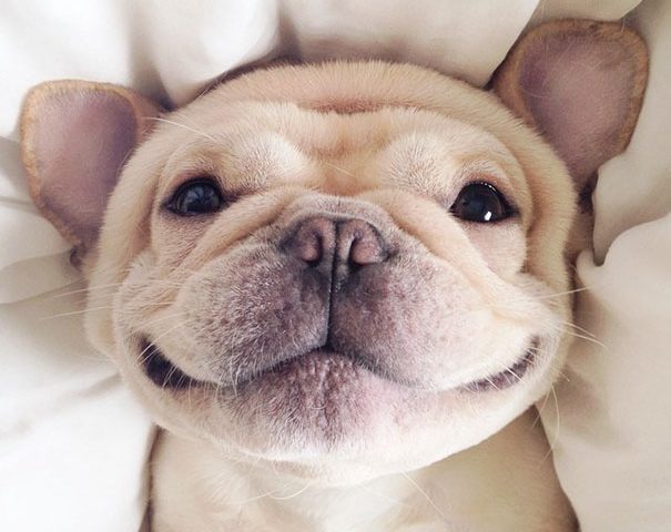 french bulldog for sale