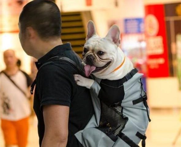 french bulldog backpack carrier
