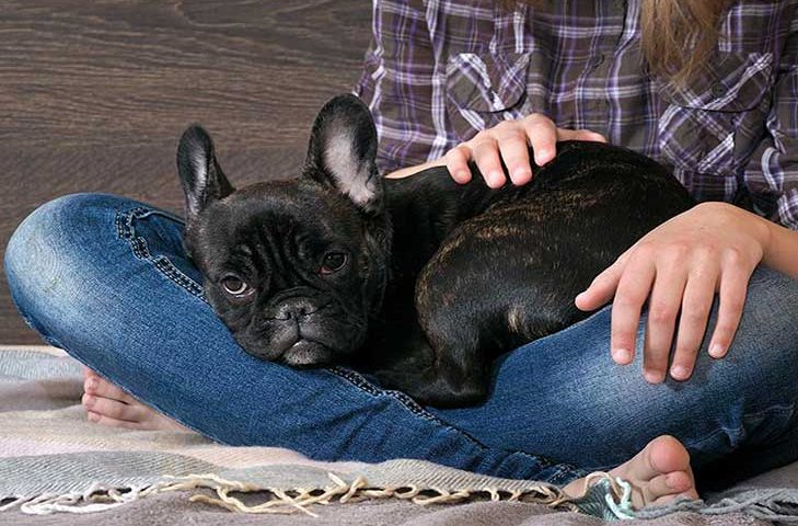 french bulldogs crate training