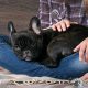 french bulldogs crate training