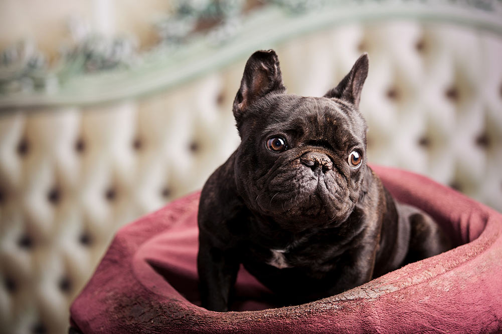 are french bulldogs smart