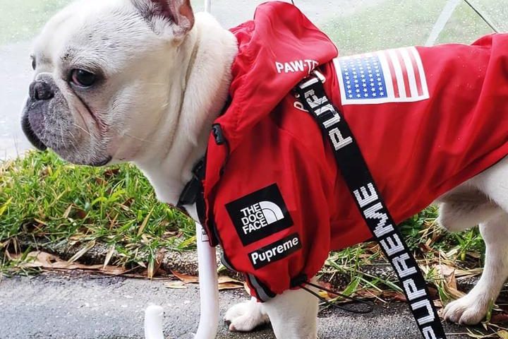 french bulldog jackets