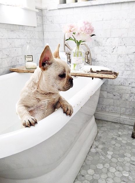 frenchie follows you into the bathr