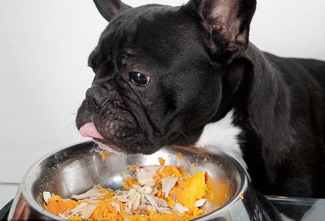 frenchie refuses to eat