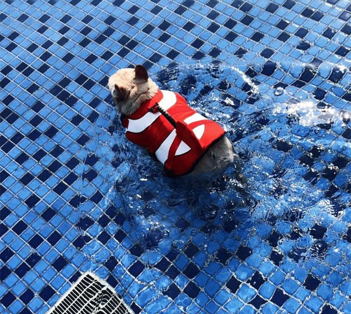 french bulldogs sink