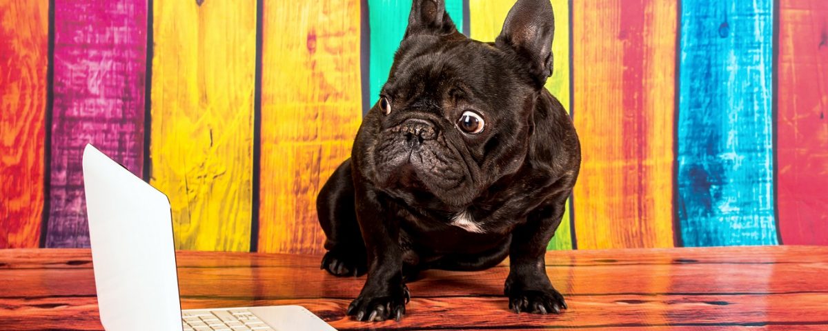 good name for a french bulldog