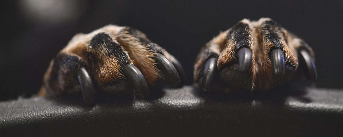 french bulldog nails