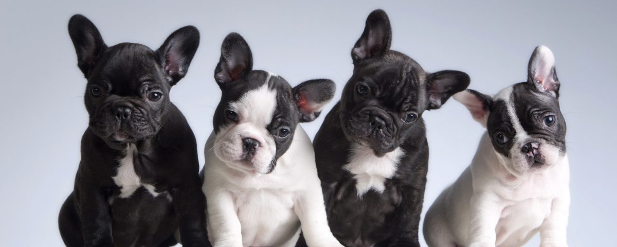 rare french bulldog colors