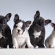 rare french bulldog colors