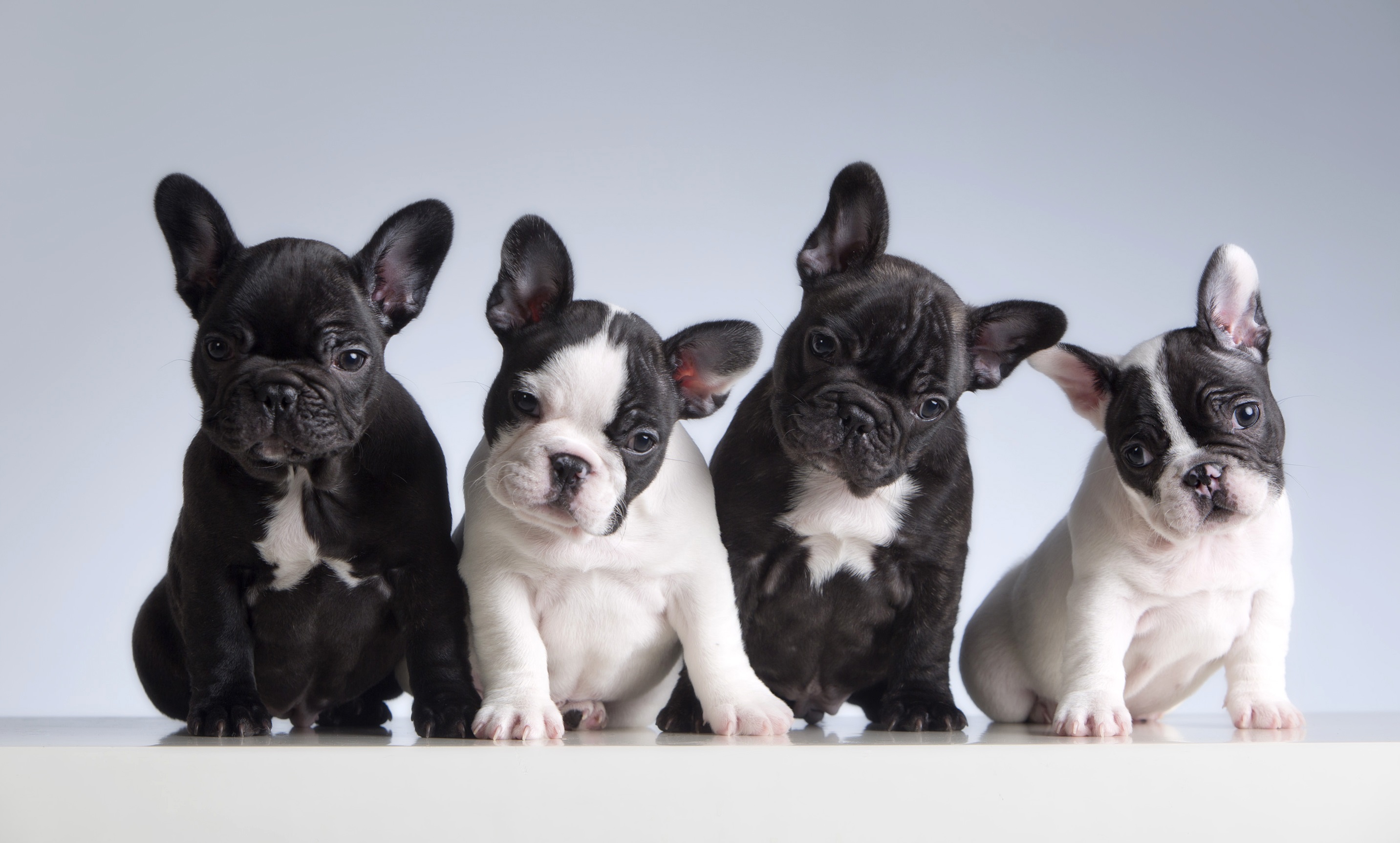 why are frenchies so expensive